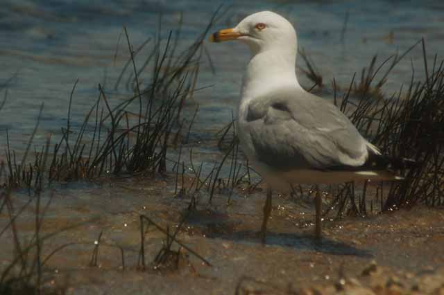 Seagull on Lake Huron shore